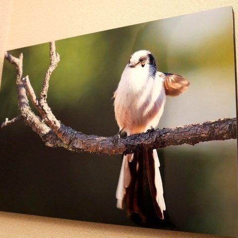 A３サイズの野鳥写真パネルその３