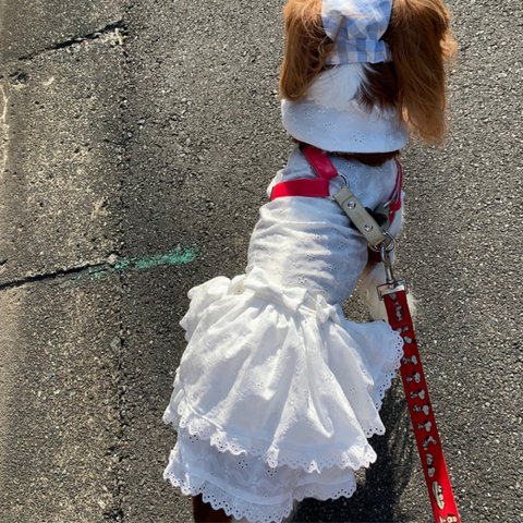 犬服ワンピース綿レース新作夏物💕