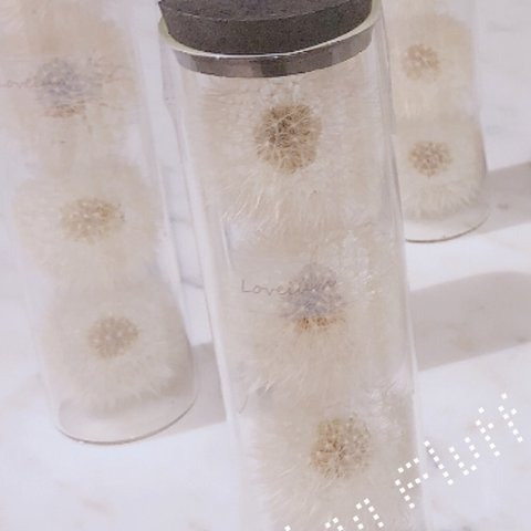 Dandelion Fluff size L 3本セット【たんぽぽ綿毛ドライフラワー　アレンジメント】