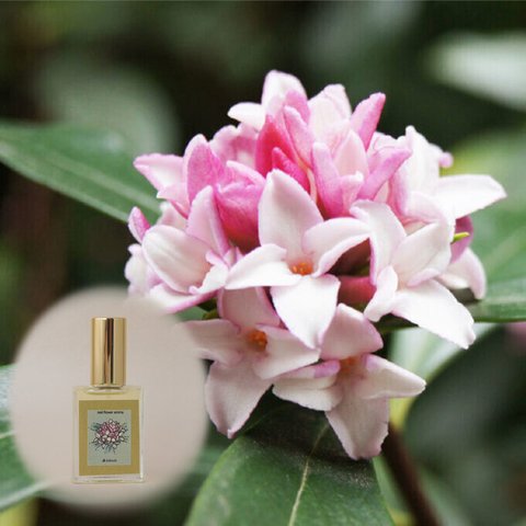 【期間限定15％OFF＆予約】リアル沈丁花ノ香　15ml 　日本の3大香木　生花の再現　和香水　レディース