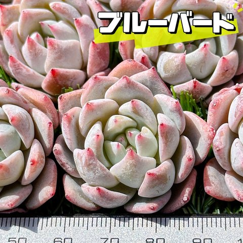 新入荷 大人気 多肉植物 エケベリア ブルーバード 超美苗 レア種