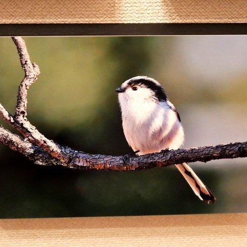 A5サイズの野鳥写真パネルその９