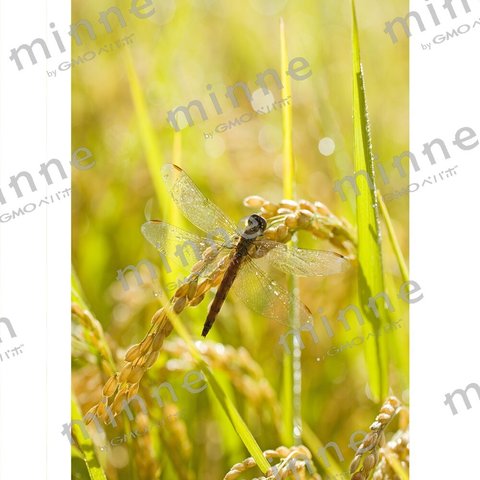 稲穂にアキアカネ　茅野市にて