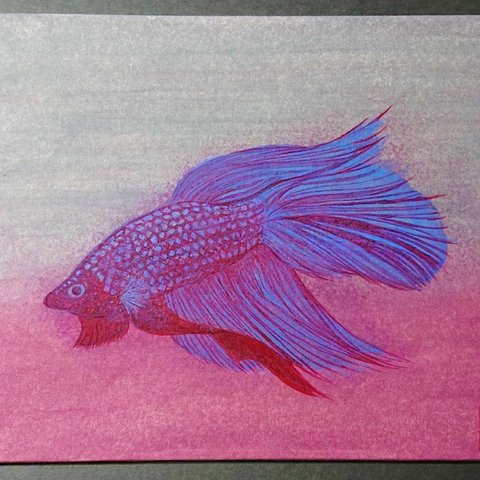 Betta fish [red]