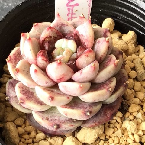 多肉植物　レッドベルベット　no.3