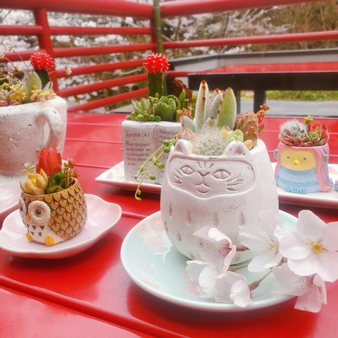 再再販✺北欧風✺ふんわりさくらねこの寄せ植え   サボテンor多肉植物の寄せ植え