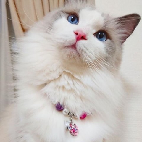 可愛いモデルさん ありがとうございます💕😺✨