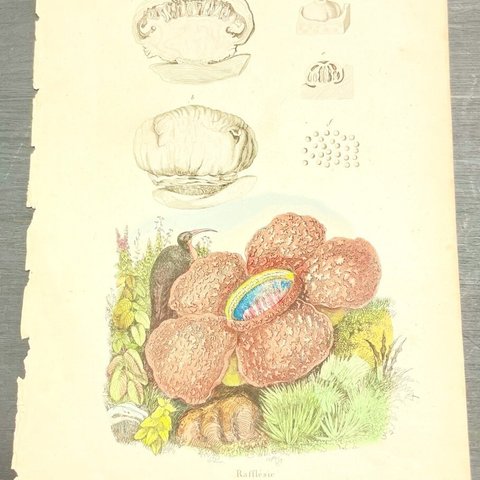 19世紀フランス 博物画「フランス 自然史図鑑」銅版手彩　ラフレシア 