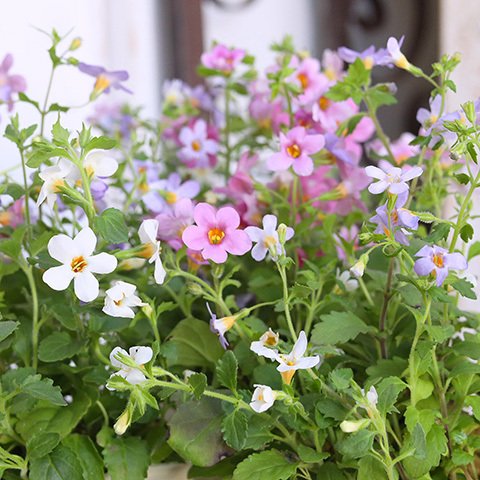 再入荷🌺花苗 バコパ トピア 3色植え 2.5号ポット ピンク パープル ホワイト 多年草 四季咲き 寄せ植え