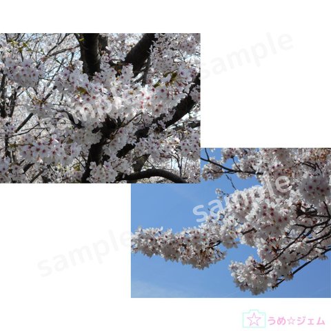 桜《sakura-001、002》２枚セット　5152×3864（PNGファイル）