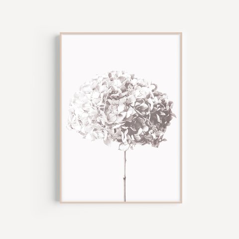 【0500】アートポスター　Hydrangea, Botanical Art Print　あじさい　北欧インテリア