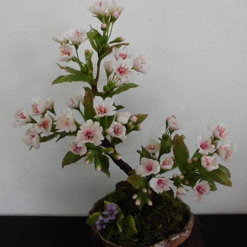 吉野の桜