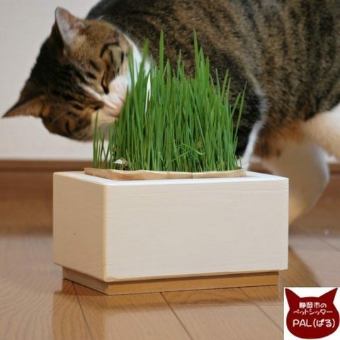 猫草ホルダー（無印良品・猫草栽培キット専用）ホワイト