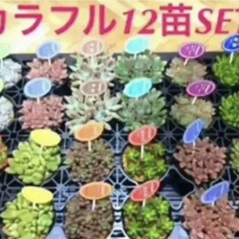 即購入OK❗️【★大人気の多肉植物12苗SET★再販❗️+⑧末までオマケ付き^ ^