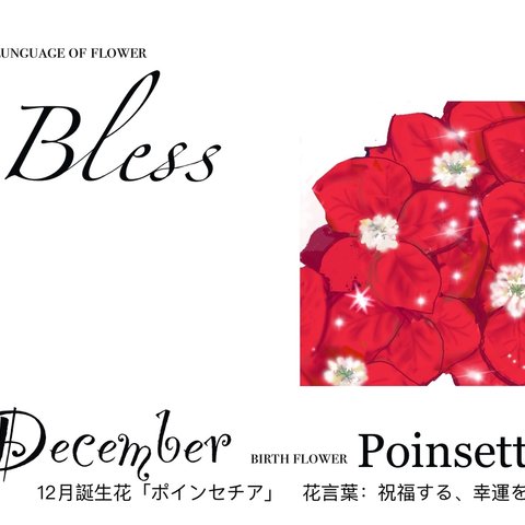 12月誕生花ポインセチア