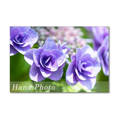 1475) バラのような薄紫のガクアジサイ　　ポストカード5枚組