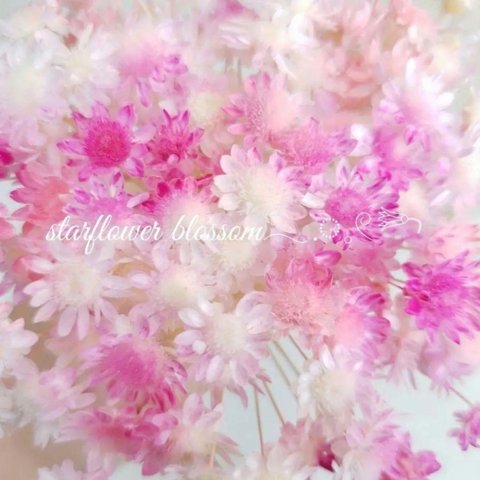 スターフラワーブロッサム❁60本　花材   ハーバリウム  レジン 母の日　花材 桜 サクラ