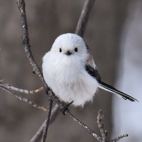 癒しのシマエナガ