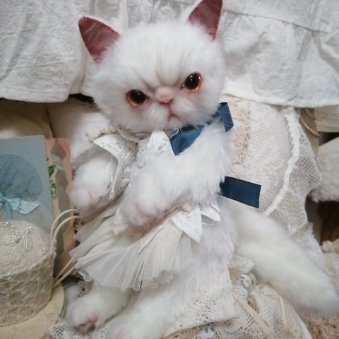 里親様募集(ΦωΦ)❣❣エキゾチックショートヘアー♥にゃんにゃん(ΦωΦ)猫