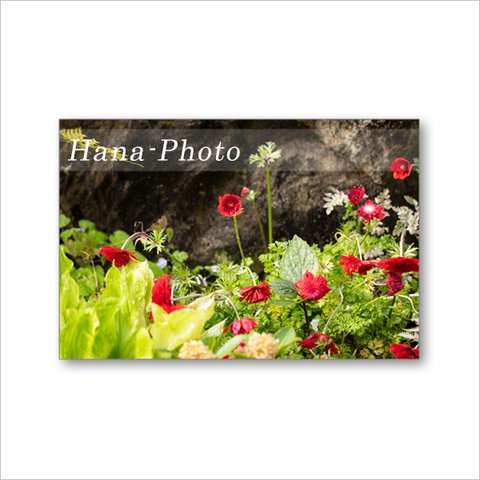 1619) 春の花の風景           ポストカード5枚組