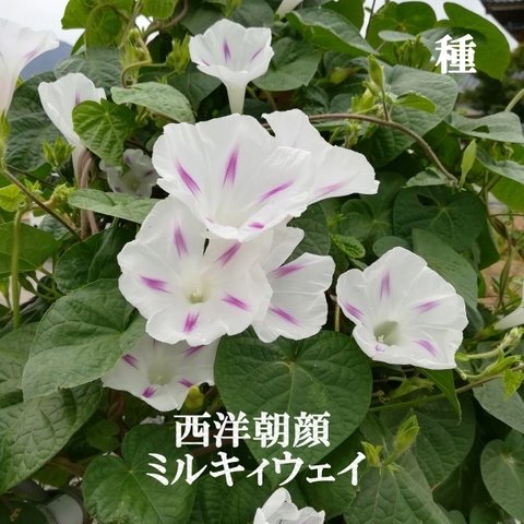 春まき花の種　西洋朝顔「ミルキーウェイ」25粒　星型模様が可愛い　一年草