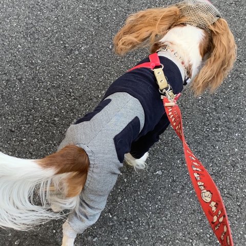  犬服オーバーオールロンパース　ブラック身頃　　グレーチドリ格子ロンパース　秋冬新作💕