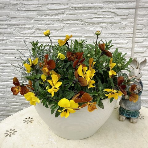 ムルチコーレ&ビオラの寄せ植え　ボール鉢　