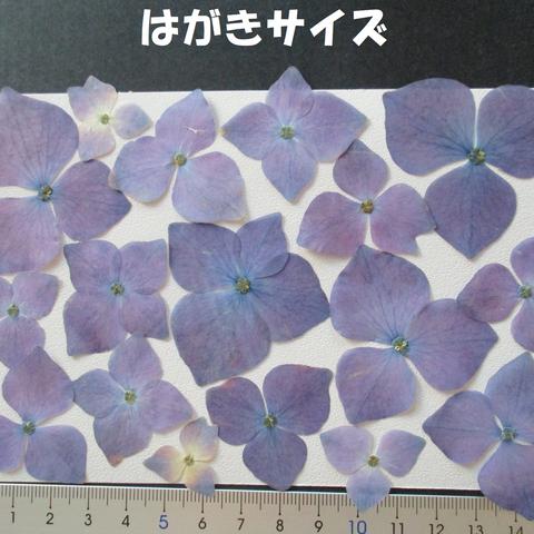 押し花　素材　花いろいろ(あじさい)(１７枚)　６８４