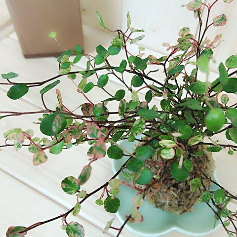 fp  【涼生活インテリア 】 苔玉 ワイヤープランツ 二種植え