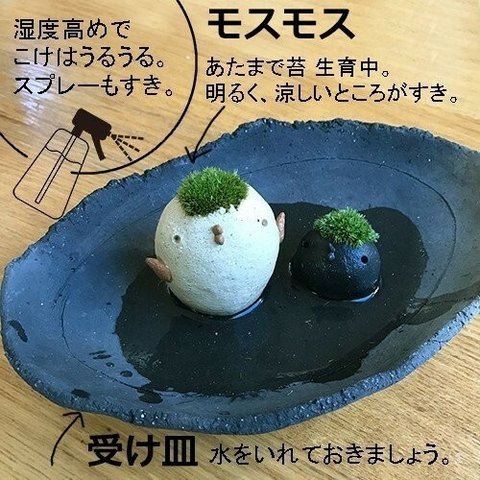 苔 コケテラリウム モスモス 真山茜　モスドリ白・モスコトリ黒・炭化焼締め器セット