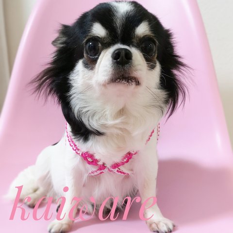 犬のお花付きハーネス かわいい パラコード ちわわのおススメハーネスのみです　犬のリード ハーネス Ｓサイズ