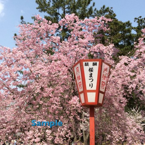 62 醍醐寺の桜