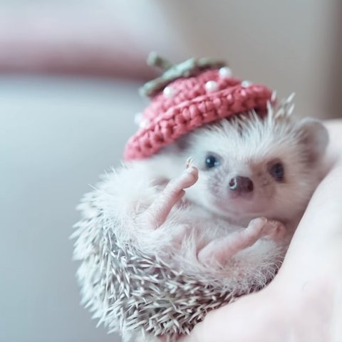 夏のいちご帽子⭐︎小動物用帽子