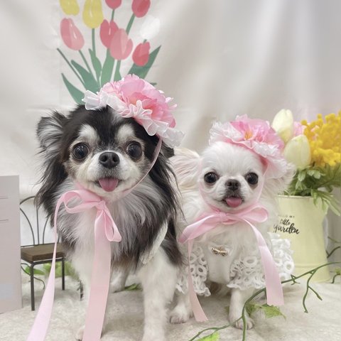 桜の花冠 ちょこんとタイプ 淡いピンク ♡ 桜 ヘッドドレス 花冠 犬 猫 ペット カチューシャ ピンク リボン 花 冠 誕生日 記念日 うちの子記念日 かぶりもの 被り物 帽子 バースデー ひな祭り