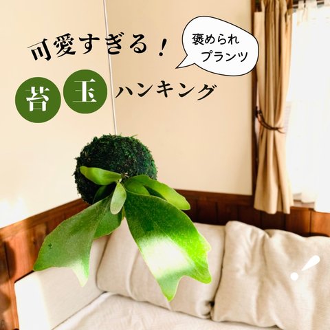 【再販】苔玉コウモリラン『アルシコルネ』観葉植物　インテリア　壁掛け