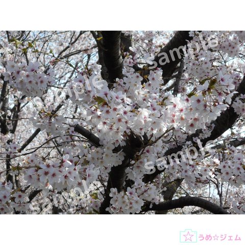 桜《sakura-001》　5152×3864（JPG,300dpi・PNGファイル）