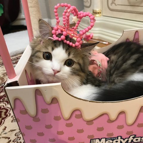 猫用 ピンクフラミンゴのクラウン②