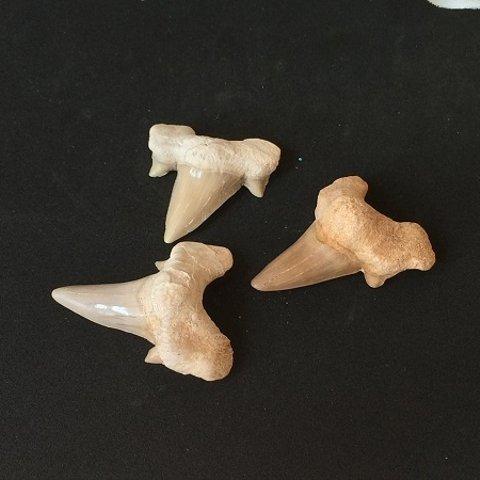 魔よけと繁栄のサメの牙の化石