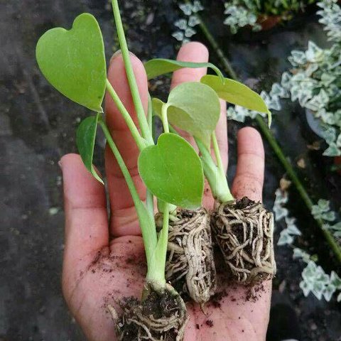 お待たせしました！大人気！モンステラ　観葉植物