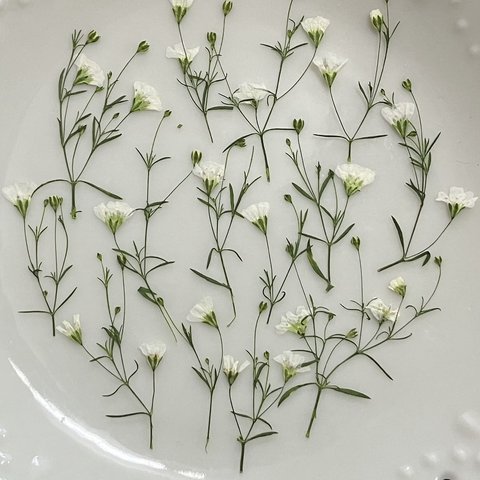 かすみ草.白(押し花)