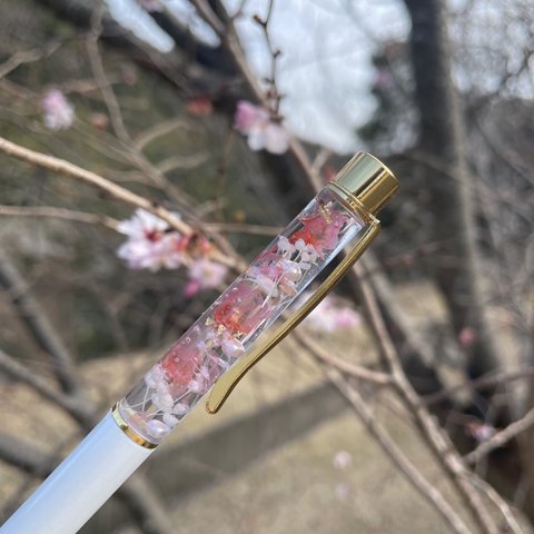 桜まるごと3輪 ♡名入れ可能【ハーバリウムボールペン】白 ホワイト