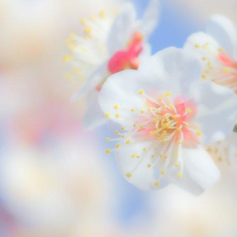 ポストカード：花：春：白い梅の花：横
