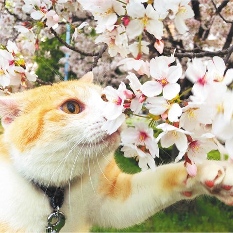 ちゃしろ猫ミャアーのオリジナルポストカード-桜