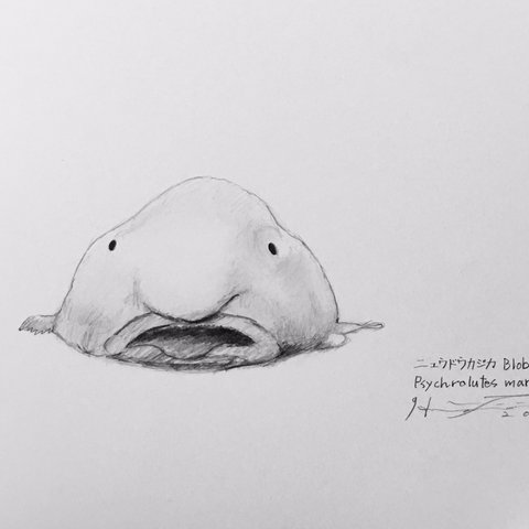 ニュウドウカジカ Blobfish