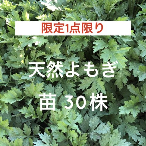 【限定1点限り】天然よもぎ苗 30株 ＊ 山野草 山菜 農薬不使用