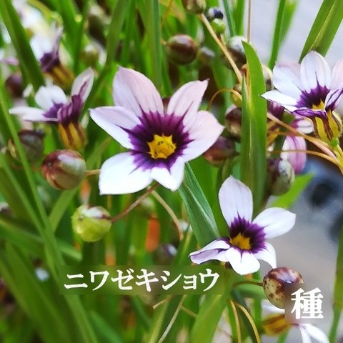 春まき花の種　ニワゼキショウ(庭石菖) 　100粒以上　多年草