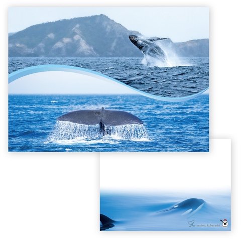 メモ帳 海のクジラたち　クジラとシャチ