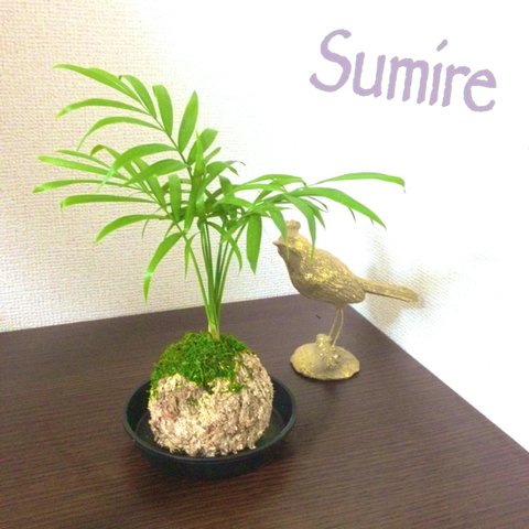 Kokedama【テーブルヤシ】