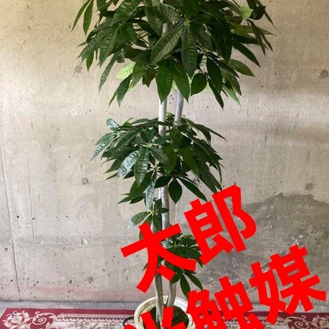 光触媒　人工観葉植物　ウォールグリーン　フェイクグリーン　パキラ特大185