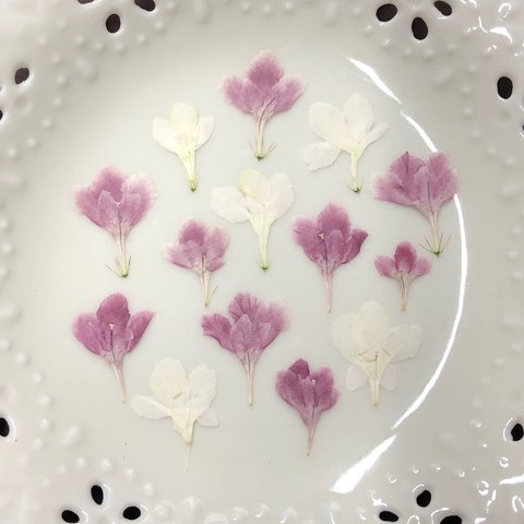 スカビオサ白・ピンク(押し花)